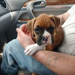 Boxer Puppies from Whynot Blue Ridge Mountain Boxer's