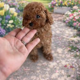 AKC Embark clear - Red  male Poodle puppy in Hernando Beach, Florida from Minipupps