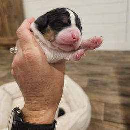 Purple - Black Phantom Parti - Black and white female Bernedoodle puppy in Shelby, North Carolina from Forever Grateful Doodles