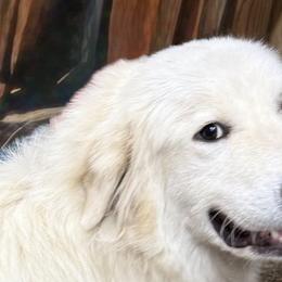 Great Pyrenees, Mastiffs, and Pugs from Pam’s Perfect Pugs & MasPyrs