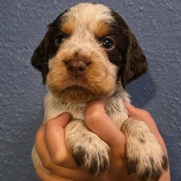 Major - Liver white and roan male English Springer Spaniel puppy in Fort White, Florida from Thunderbird Springers