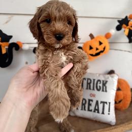 Rummy - Apricot male Cavapoo puppy in Mesa, Arizona from Pedersendoodles
