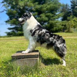 Kleo - Australian Shepherd