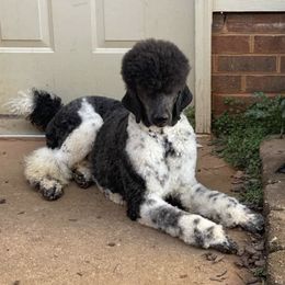 Poodles from Morlen Kennels