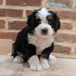 Jiggy - Tri-color male Bernedoodle puppy in Reinholds, Pennsylvania from Mountain Top Bernedoodles