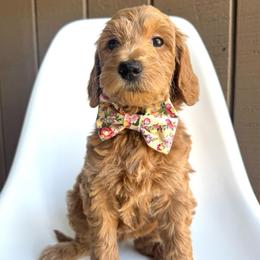 Sprite - Apricot male Goldendoodle puppy in Mount Pleasant, Tennessee from Doodle My Heart