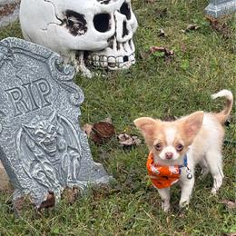 Taco - Fawn and white male Chihuahua puppy in Gloucester, Virginia from Charlotte's Web of Chihuahuas