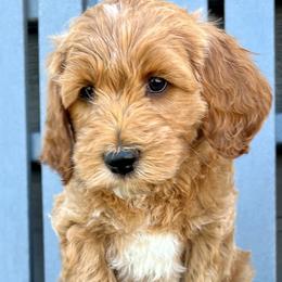 Green Male - Apricot male Goldendoodle puppy in Great Falls, Montana from Montana Goldendoodles
