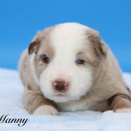 Manny - Red merle male Miniature Australian Shepherd puppy in Weeki Wachee, Florida from Arlington's Mini Aussies