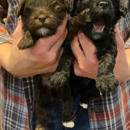 Cockapoo Puppies from Ouachita River Cockspoos