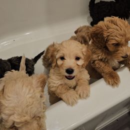 Brodie 4 - Cream male Goldendoodle puppy in Forney, Texas from Cityline Goldendoodles