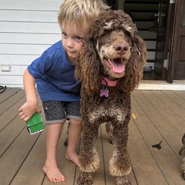 Echo - Poodle