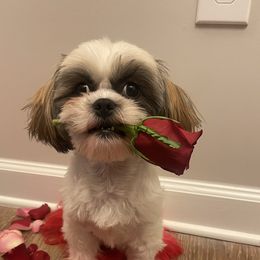 Henny - Shih Tzu