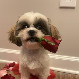 Henny - Shih Tzu