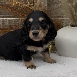 Mouse - Black and cream male Dachshund puppy in Desloge, Missouri from Snows Doxies