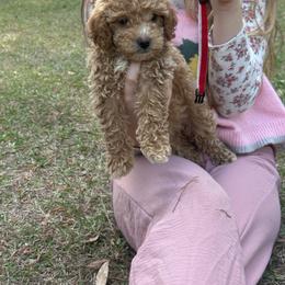Red collar female - Red  female Goldendoodle puppy in Lake Butler, Florida from Providence Ranches