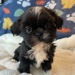 Billy - Black and white male Shih Tzu puppy in Hemet, California from Aloha Shih Tzu