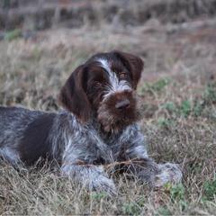 German Wirehaired Pointer Puppies from Afterhours German Wirehaired Pointers
