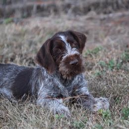 German Wirehaired Pointer Puppies from Afterhours German Wirehaired Pointers
