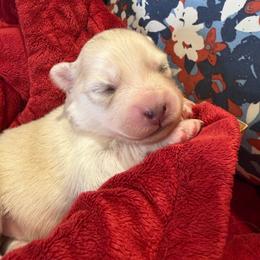 Calamity Jane - Gray and white female Pomsky puppy in Blue Earth, Minnesota from Blue Sky Pomsky