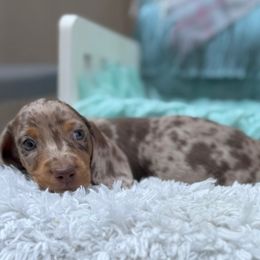 Cookie - Dapple male Dachshund puppy in Decatur, Mississippi from KP Dachshunds