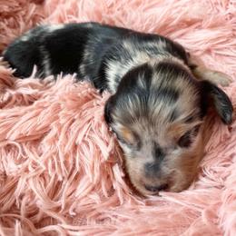 Whiskey - Dapple male Dachshund puppy in Trenton, Florida from Tweenie Weenie Dachshunds