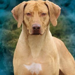Rhodesian Ridgebacks from Mahana Ridgebacks