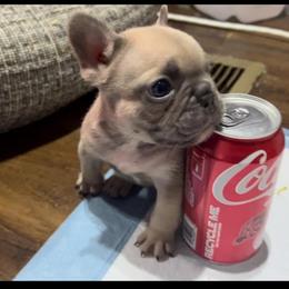 Boy 1 - French Bulldog puppy in Florida from Beyond Blessed Breeding