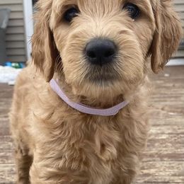 Bernedoodle and Goldendoodle Puppies from Saratoga Goldendoodles