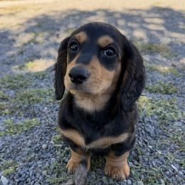 Black and Tan Male - Black and tan male Dachshund puppy in Delta, Colorado from Weinderful Dachshunds