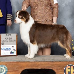 Australian Shepherds from Promise Keeper Kennel