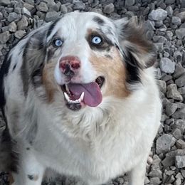 Harley - Miniature Australian Shepherd