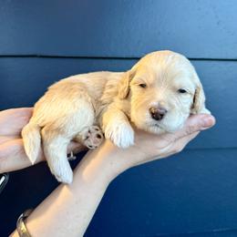 Bernedoodle, Cavalier King Charles Spaniel, and Poodle Puppies from Ellas.Pups (Bernedoodles & Cavapoos)