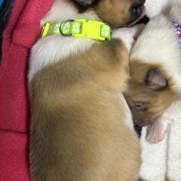 Tinsel - Sable and white female Collie puppy in Norris City, Illinois from Hoskins Collies