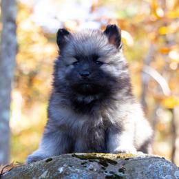Pomsky Puppies from New World Pomskies