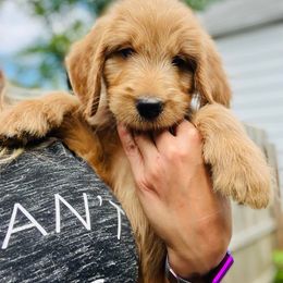 Ranger - Cream Goldendoodle puppy in Toledo, Ohio from Doodle Devotion