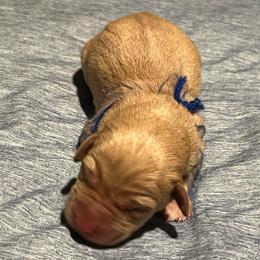 Dark blue - Yellow male Labrador Retriever puppy in Monticello, Georgia from Hollow Meadows Retrievers