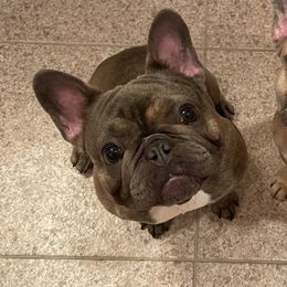 Jacqueline - French Bulldog