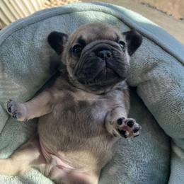 Camo - Fawn male French Bulldog puppy in Camden, South Carolina from Tiny Farm Frenchies