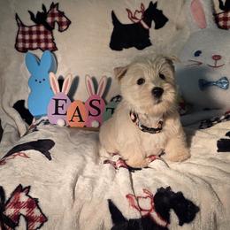 OrangeBlue Collared- Female - Wheaten female Scottish Terrier puppy in Peoria, Arizona from Duran's Scotties