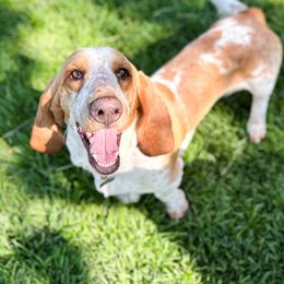 Tex - Basset Hound