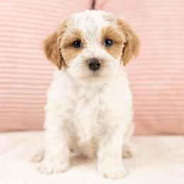 Bean - White male Maltipoo puppy in Salt Lake City, Utah from My Doodle Puppy