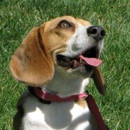 Beagles from Offthe Ridge Beagles