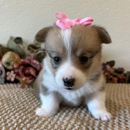 ANDIE - Sable female Pembroke Welsh Corgi puppy in Hinton, Oklahoma from Green Cloud Ranch
