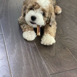 Aussiedoodle and Bernedoodle Puppies from LolliPop Farms