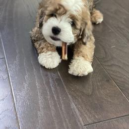 Aussiedoodle and Bernedoodle Puppies from LolliPop Farms