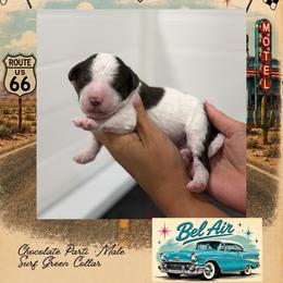 Bel Air - Parti male Goldendoodle puppy in Garland, Texas from Twilight Doodles