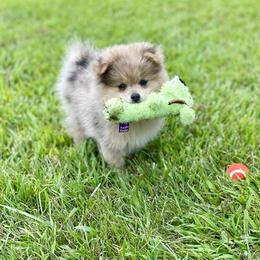 Pomeranian and Pomsky Puppies from Stacey Venable