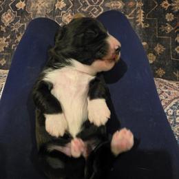 Inky - Black female Labradoodle puppy in Churchill County Fallon, Nevada from Card Family Ranch