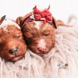 Dasher - Red  female Goldendoodle puppy in Lima, Ohio from Hommel’s Mini Darling Doodles